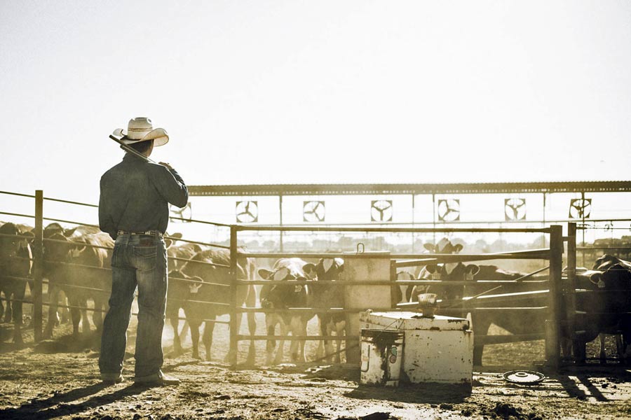 cowboy with cattle at metal gate with dust everywhere left hand in pocket wearing quality american apparel captured by creative director for prefocus solutions in memphis tennessee